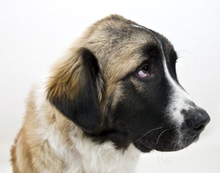 dog on isolated background
