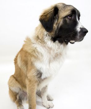 sitting dog on isolated background
