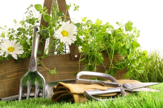 Fresh herbs in wooden box with garden tools