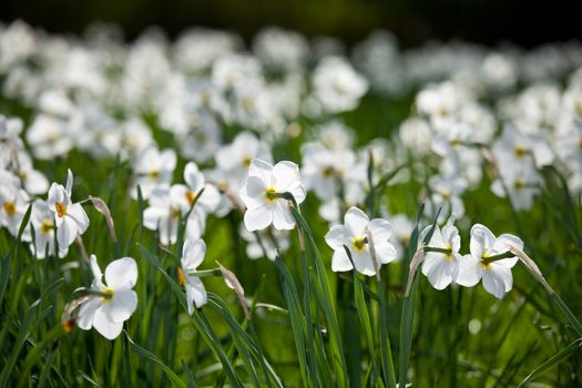 field of white narcissus flowers in spring