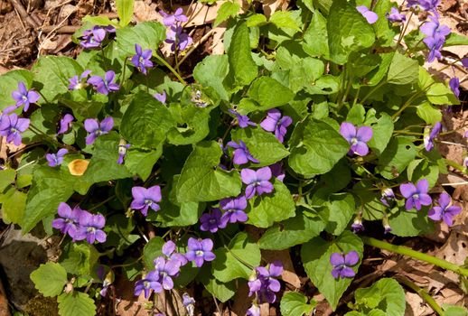 Close up of african violets in woods in Virginia