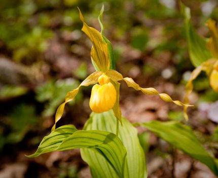 Single yellow wild orchid grows in forest in Virginia near the Appalachian trail