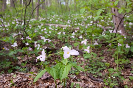 Many trillium plant flowers in late April and early May on Appalachian trail