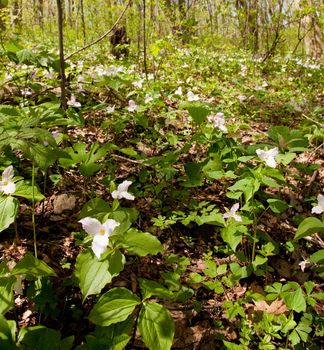 Many trillium plant flowers in late April and early May on Appalachian trail