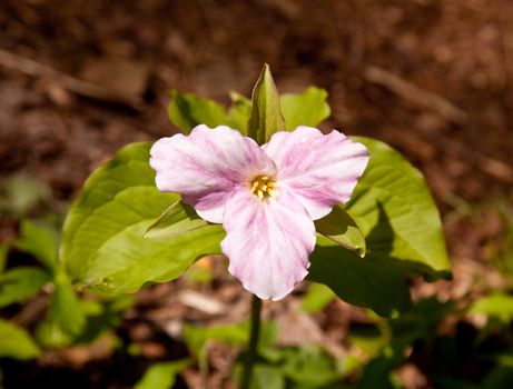 Individual trillium plant flowers in late April and early May on Appalachian trail