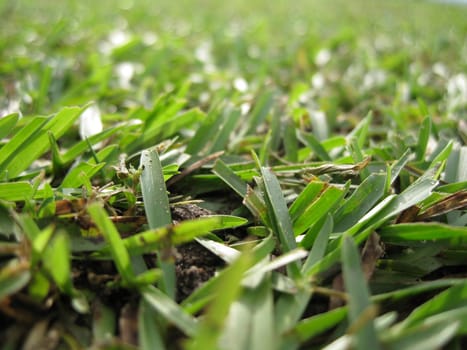 a close up for grass in a golf field.