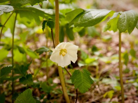 Individual trillium plant flowers in late April and early May on Appalachian trail