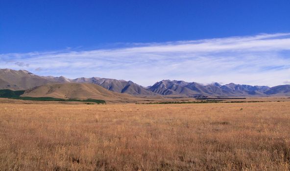 Fields of golden corn form the foreground in front of mountains in New Zealand