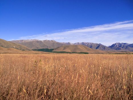 Fields of golden corn form the foreground in front of mountains in New Zealand