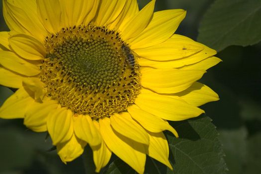 sunflower on the beautiful background