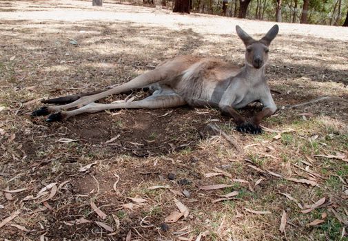 Kangaroo at ease and lying down in the brush calmly looking at the camera