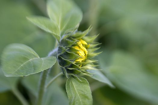 sunflower on the beautiful background