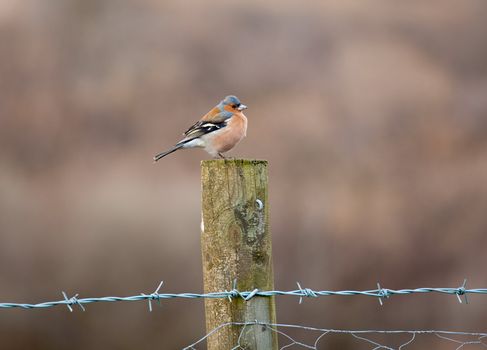 Small bullfinch in Wales perched on and old fence post with barbed wire