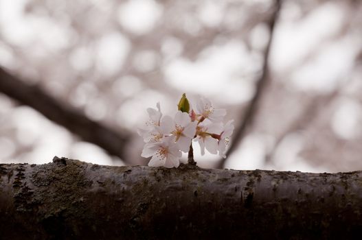 Macro shot of single cherry blossom twig on large branch