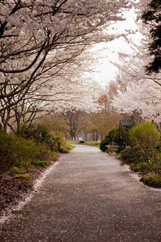 Spring cherry blossoms frame a path leading deep into a garden