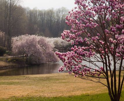 Colorful magnolia tree in the foreground with cherry blossoms surrounding a lake