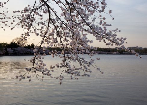 Warm colors of cherry blossom flowers against the setting sun in Washington DC
