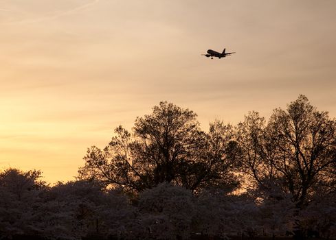 Cherry blossoms frame an airplane coming in to land at National Airport in Washington at sunset