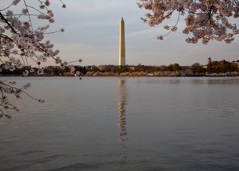 Late afternoon sunset shot of the Washington Monument reflected in water and surrounded by blossoms