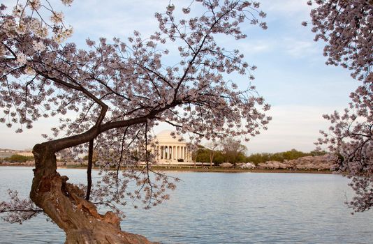 View of Jefferson Memorial framed by cherry blossoms in Washington DC