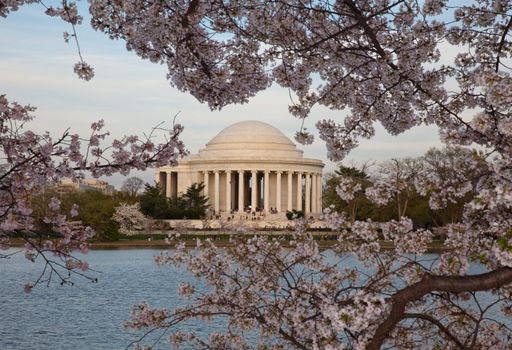 View of Jefferson Memorial framed by cherry blossoms in Washington DC