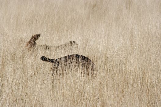 Abstract shot of the dog at the grass