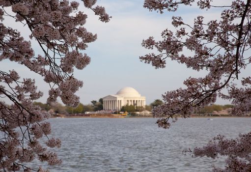 Lightly blurred view of Jefferson Memorial framed by cherry blossoms in Washington DC