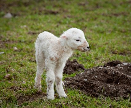 Young newly born lamb in meadow in Wales