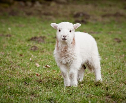 Young newly born lamb in meadow in Wales