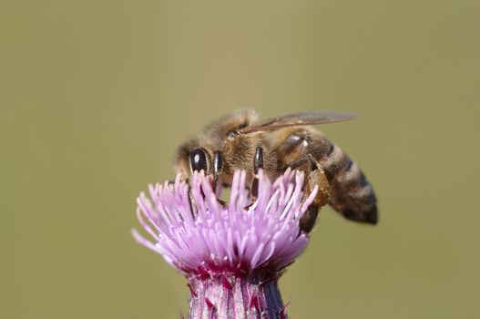 Detail (close-up) of the honeybee