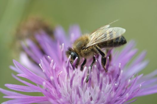 Detail (close-up) of the honeybee at bloom