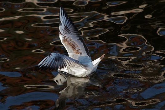 Shot of the gull with - head under water