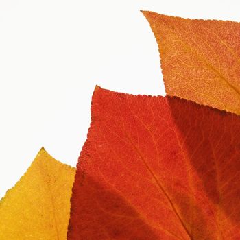 Bradford Pear leaves in Fall color against white background.