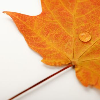 Water droplet on orange Sugar Maple leaf against white background.