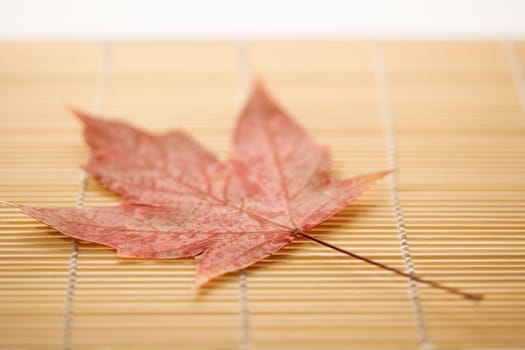 Red Sugar Maple leaf resting on bamboo mat.