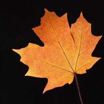 Red Sugar Maple leaf against black background.