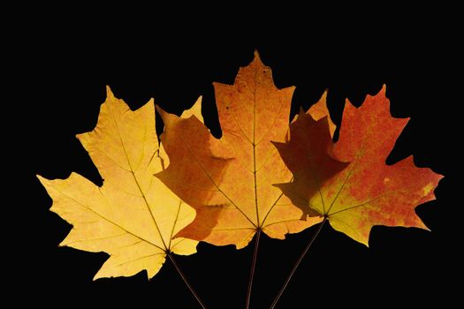 Three Sugar Maple leaves against black background.