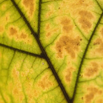 Close-up of Sugar Maple leaf veins in Fall colors.