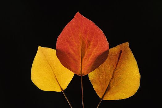 Bradford Pear leaves in Fall color against black background.