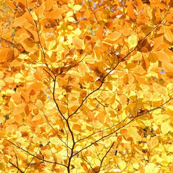 Close-up of American Beech tree branches covered with bright yellow Fall leaves.