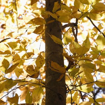 Close-up of American Beech tree branches covered with yellow Fall leaves.