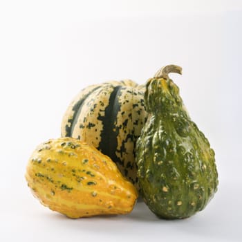 Still life of three multicolored textured gourds.