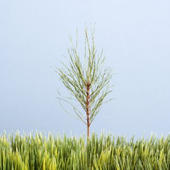 Tiny pine sapling growing in strip of artificial green grass against blue background.