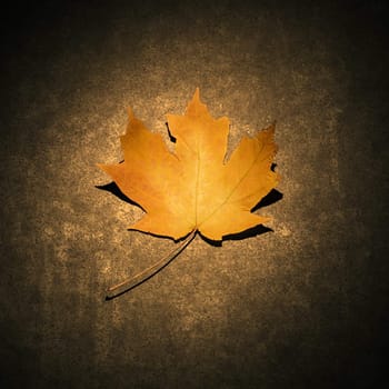 Single orange Maple leaf spotlighted against concrete background.