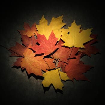 Group of multicolored Maple leaves spotlighted against concrete background.