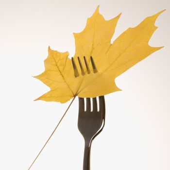Single yellow Maple leaf pierced by a dinner fork.