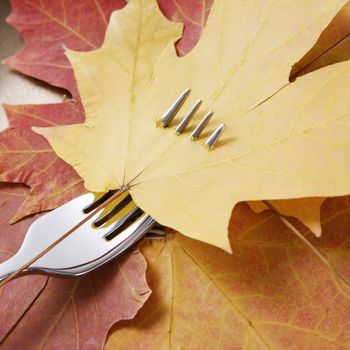 Yellow Maple leaf pierced by a dinner fork on a bed multicolored Maple leaves.
