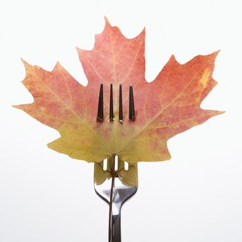 Red and green Maple leaf pierced by a dinner fork.