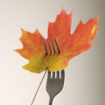 Red and green Maple leaf pierced by a dinner fork.