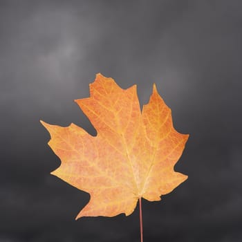 Single orange Maple leaf.